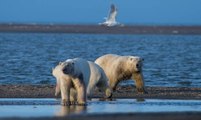 Los Osos Polares Consumen Cuatro Veces Más Energía Debido Al Cambio Climático