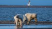 Los Osos Polares Consumen Cuatro Veces Más Energía Debido Al Cambio Climático
