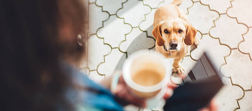 4 Preguntas Que Debes Hacerte Antes De Adoptar Una Mascota