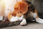 5 Razas De Perros Que Se Llevan Bien Con Los Gatos