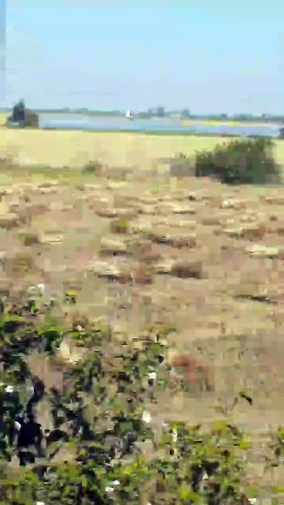 सरकारी खरीदी में जिले के किसानों का मोहभंग, अब तक सिर्फ 15 हजार 972 किसानों ने ही कराया पंजीयन