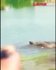 अबब! नागपूरच्या तलावात 100 वर्षांहून अधिक वयाचा 'कासव'!