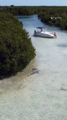 Large Lemon Shark attacking the Stingray