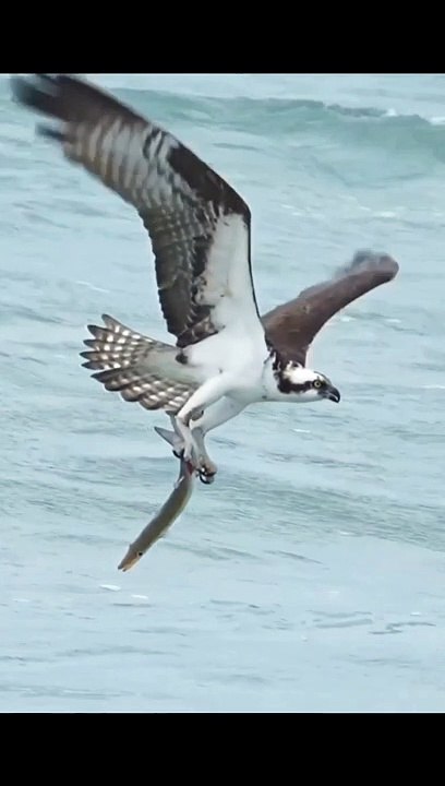 Huge Bird Swim In The Sea To Haunt For Fish