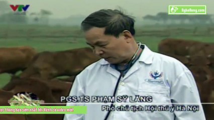 Kỹ thuật phòng và trị bệnh thường gặp cho bò thịt