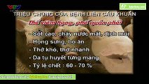 Phòng và trị bệnh liên cầu khuẩn ở lợn