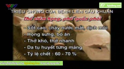 Phòng và trị bệnh liên cầu khuẩn ở lợn