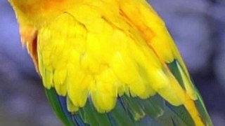 The most beautiful Parrots in the World|#Parrot video|#Shorts video