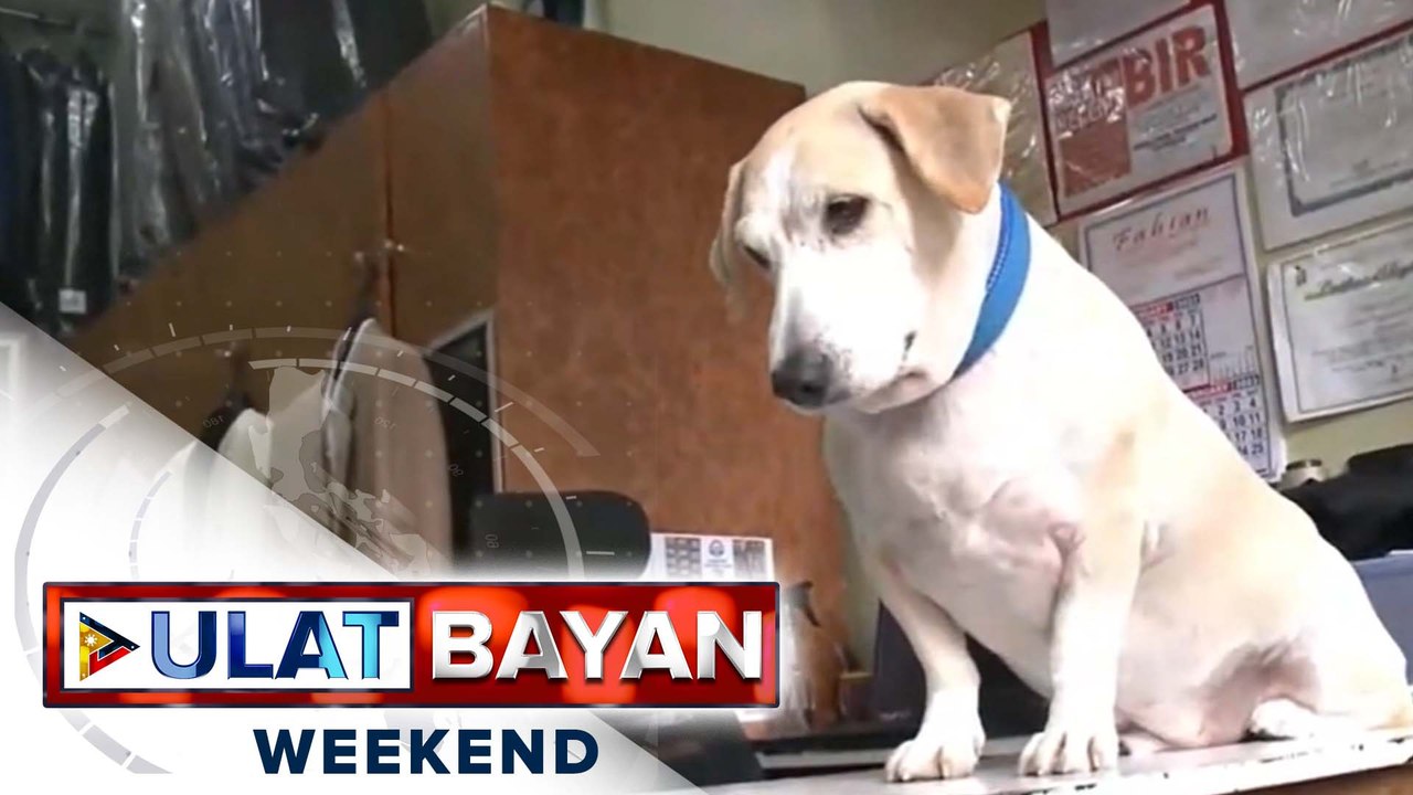 Aspin o Asong Pinoy, marunong umuwing mag-isa mula sa kanyang pet groomer