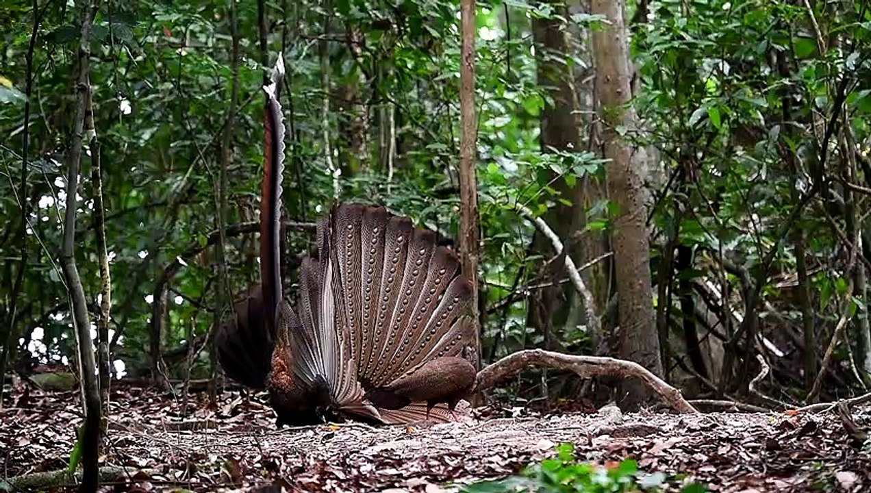 Argusianus argus Bird dance masti|#argus dance|#Bird video