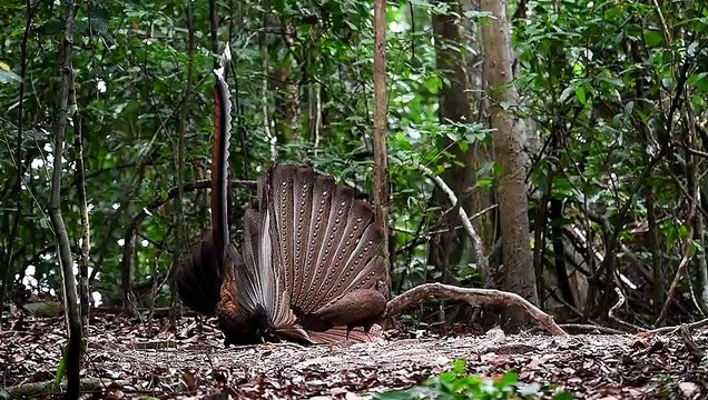 Argusianus argus Bird dance masti|#argus dance|#Bird video