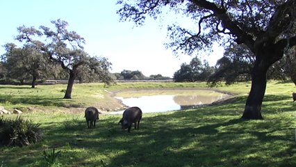 COAG-A estima que la campaña del cerdo ibérico se cerrará con cerca de un 30% menos de animales
