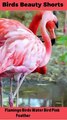 Flamingo Birds Water Bird Pink Feathers Plumage|#Flamingo Birds video |Bird video