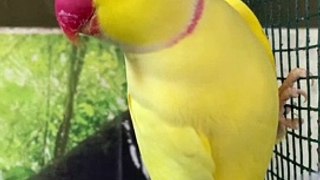 Parrot bird video|#Parrot #funny parrot