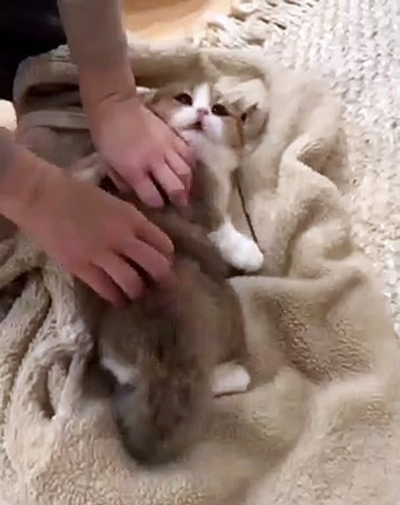 Cat videos funny