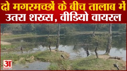 Maharajganj News: दो मगरमच्छों के बीच तालाब में उतरा शख्स, वीडियो वायरल