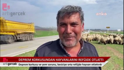 Deprem korkusu ve yem sorunu, besiciye orta refüjde hayvan otlattırdı.
