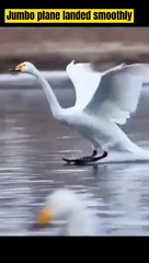 The swan landed smoothly on the Swan Lake, like a large plane landing smoothly.天鵝平穩降落在天鵝湖上，好像大型飛機平穩著陸在跑道。