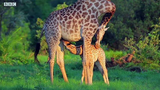How Do Giraffes MATE! - Weird Animal Searches - BBC Earth