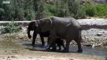 Baby Elephant's Struggle to Survive (Part 3) - Elephant Nomads of the Namib Desert  - BBC Earth