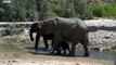Baby Elephant's Struggle to Survive (Part 3) - Elephant Nomads of the Namib Desert  - BBC Earth