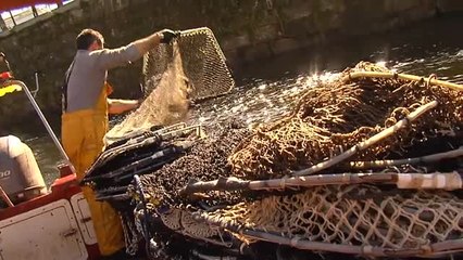 Download Video: Lamprea: el pez prehistórico que levanta pasiones en Galicia