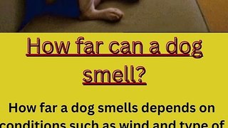 How far can a dog smell