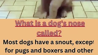 What is a dog's nose called