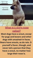 What is a dog's nose called