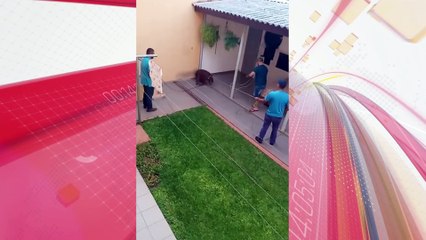 Vídeo: capivara invade casa e precisa ser resgatada no Vale do Ivaí