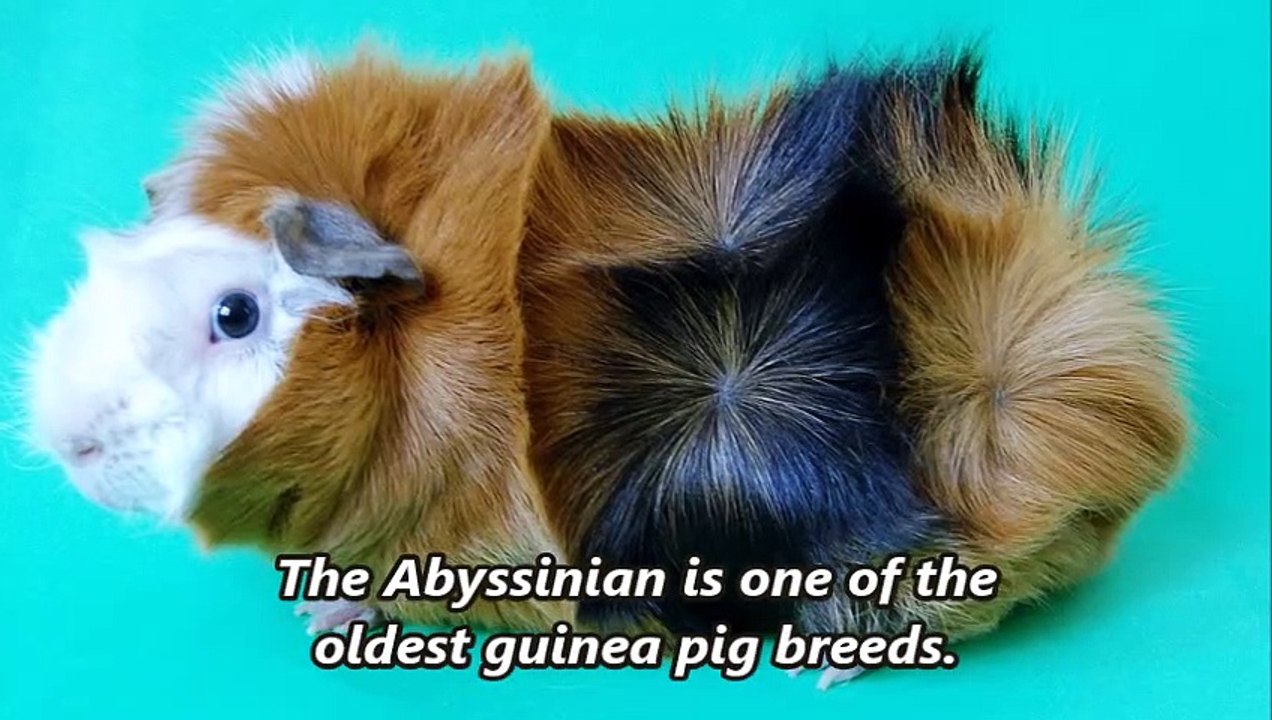 Abyssinian guinea pig