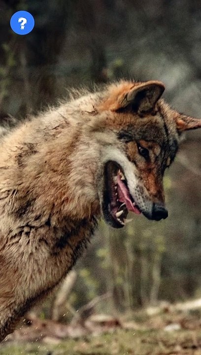 Animal Attack Facts  | know This