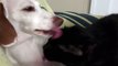 Dog And Cat Take Turns Licking Each Other