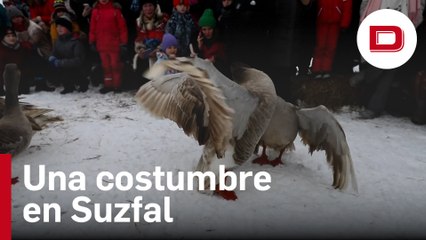 La pelea de gansos que es toda una tradición en Rusia