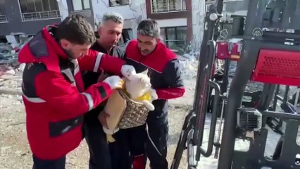 Malatya'da ağır hasarlı binaların enkazındaki kediler kurtarıldı