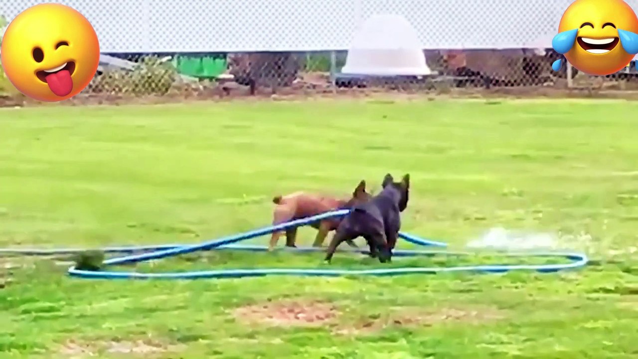 TRY NO NOT LAUGH. FUNNY PRANK FAILS LAUGH VİDEOS #28