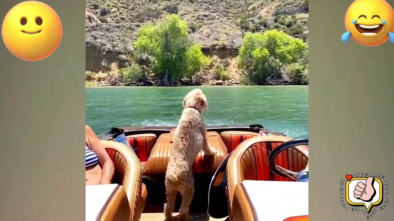 TRY NO NOT LAUGH. FUNNY PRANK FAILS LAUGH VİDEOS #35