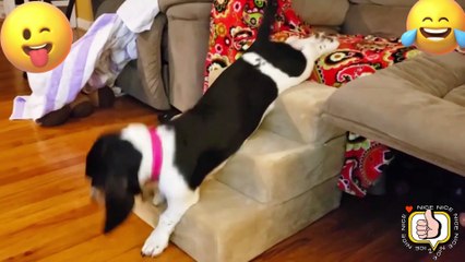 TRY NO NOT LAUGH. FUNNY PRANK FAILS LAUGH VİDEOS #36