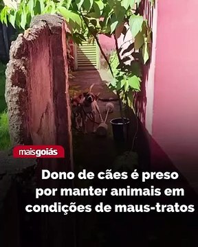 Policiais civis de Jaraguá prenderam o dono de dois cães por maus-tratos dos animais. A Polícia Civil chegou até o homem após receber denúncias. De acordo com a denúncia, os dois cães de médio porte estariam amarrados bem perto um do outro, em local aber
