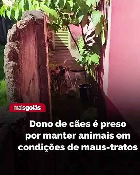 Policiais civis de Jaraguá prenderam o dono de dois cães por maus-tratos dos animais. A Polícia Civil chegou até o homem após receber denúncias.  De acordo com a denúncia, os dois cães de médio porte estariam amarrados bem perto um do outro, em local aber