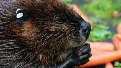 8 CUTEST Animals You Should NEVER Mess With