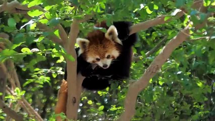 10 Adorable Animals That Are Deadly To Humans