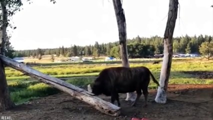 10 AMAZING Hybrid Animals You Won't Believe Are Real