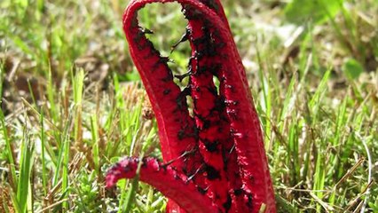 10 Beautiful Plants You Should Never Touch