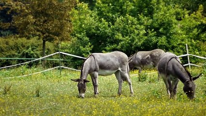 15 Times Predators Messed With The WRONG Prey