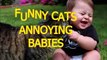 Funny cats annoying babies - Cute cat & Cute baby compilation For Funny Babies Videos
