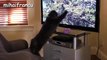 Funny Cats - A Funny Cat Videos Compilation 2015 - Very Funny Clips
