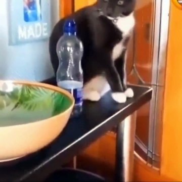 y2mate.com - Funniest Cats Dont try to hold back Laughter Funny Cats Life_1080p (6)