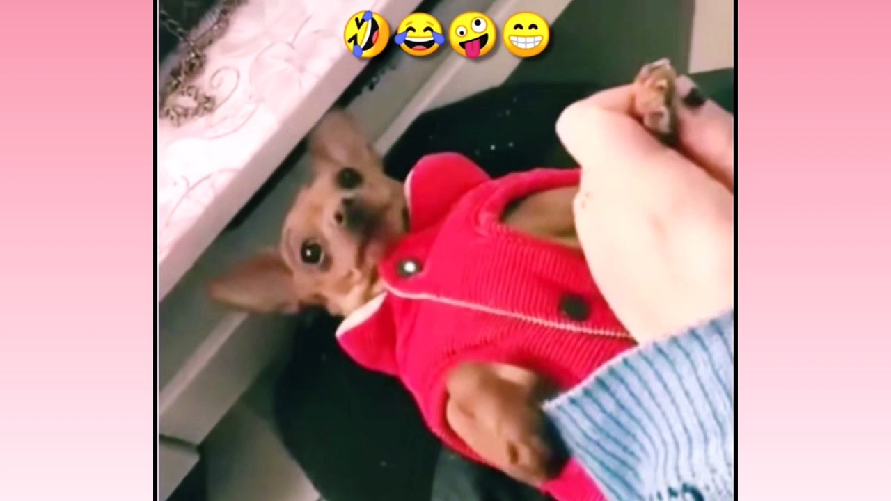 Cute Pets And Funny Animals Compilation 2021