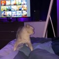 Funniest Cats   Dont try to hold back Laughter